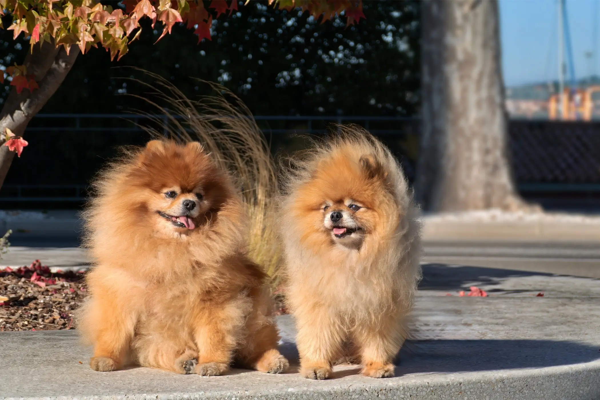 Two orange Pomeranians sitting outdoors