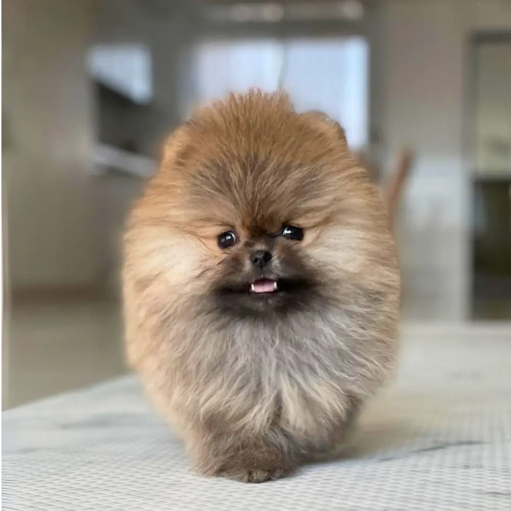 Fluffy brown Pomeranian puppy indoors