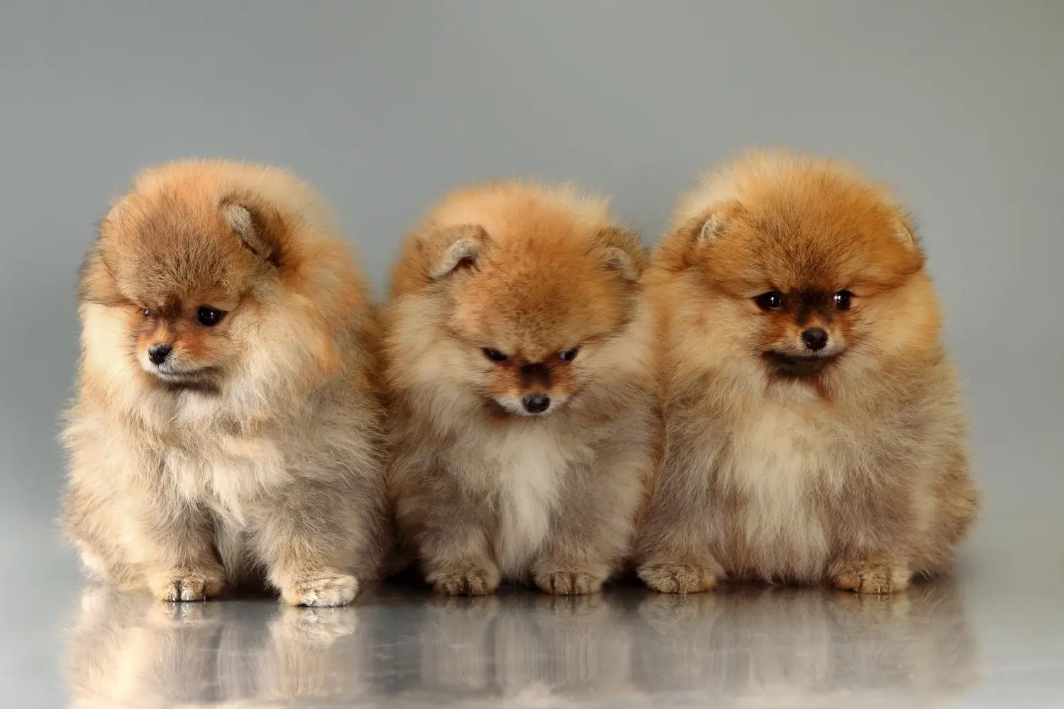 Three orange Pomeranian puppies standing together