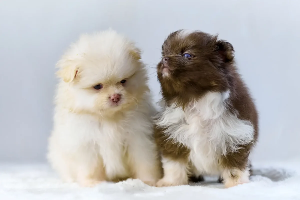 White and brown Pomeranian puppies sitting together