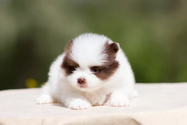 White and brown Pomeranian puppy outdoors