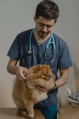 Person with a stethoscope examining a Pomeranian puppy