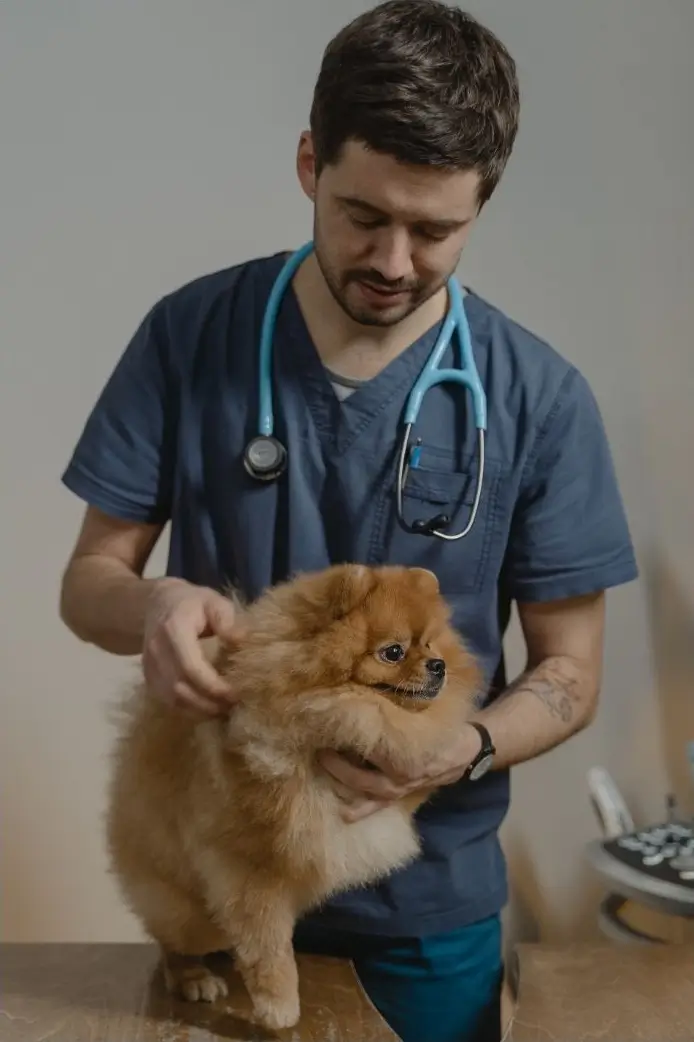 Person with a stethoscope examining a Pomeranian puppy