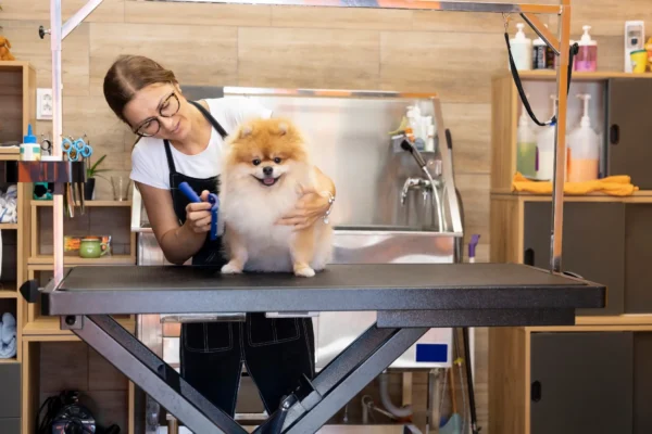 Person grooming a Pomeranian on a grooming table