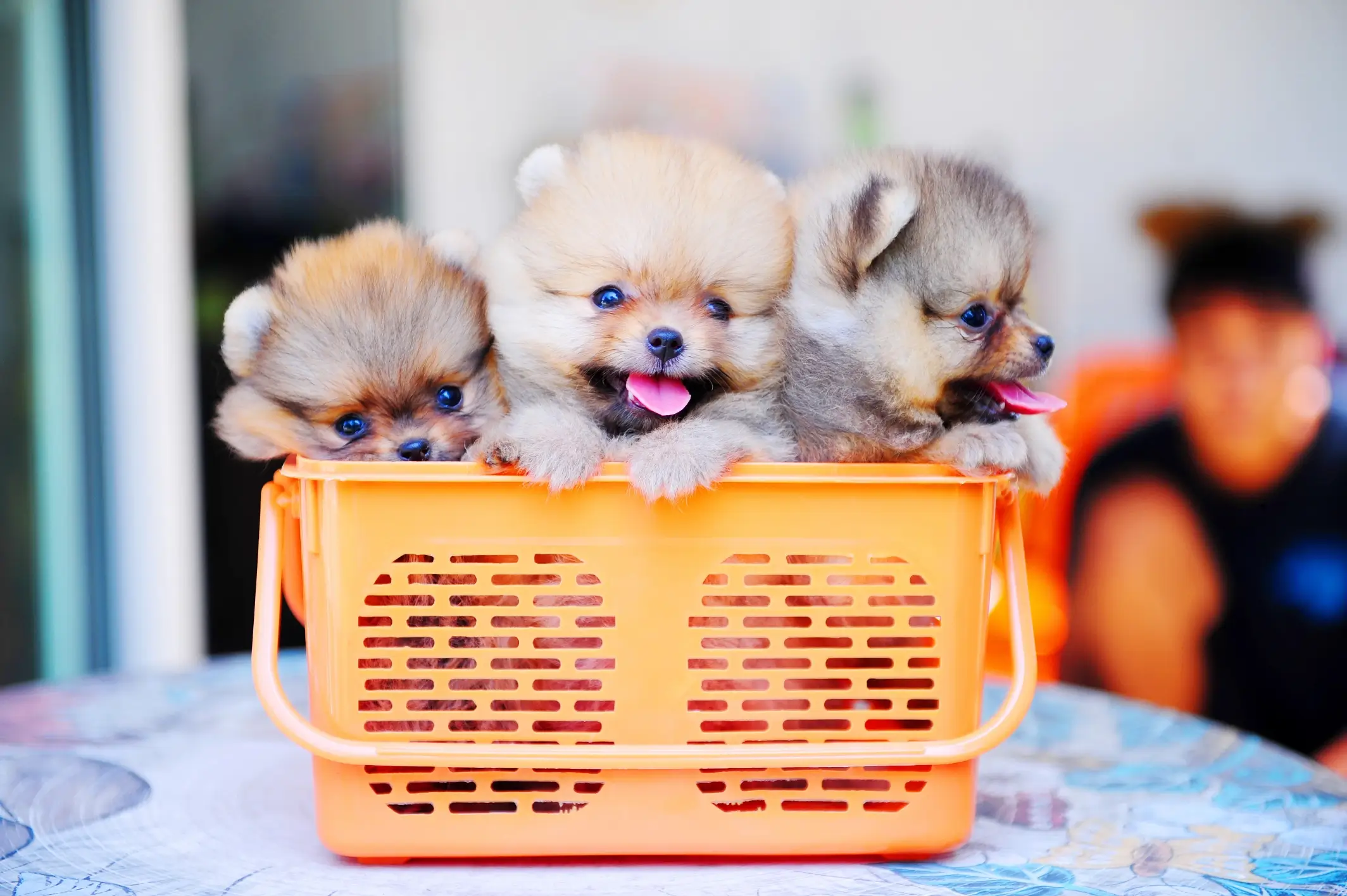 Three Pomeranian puppies sitting in an orange basket
