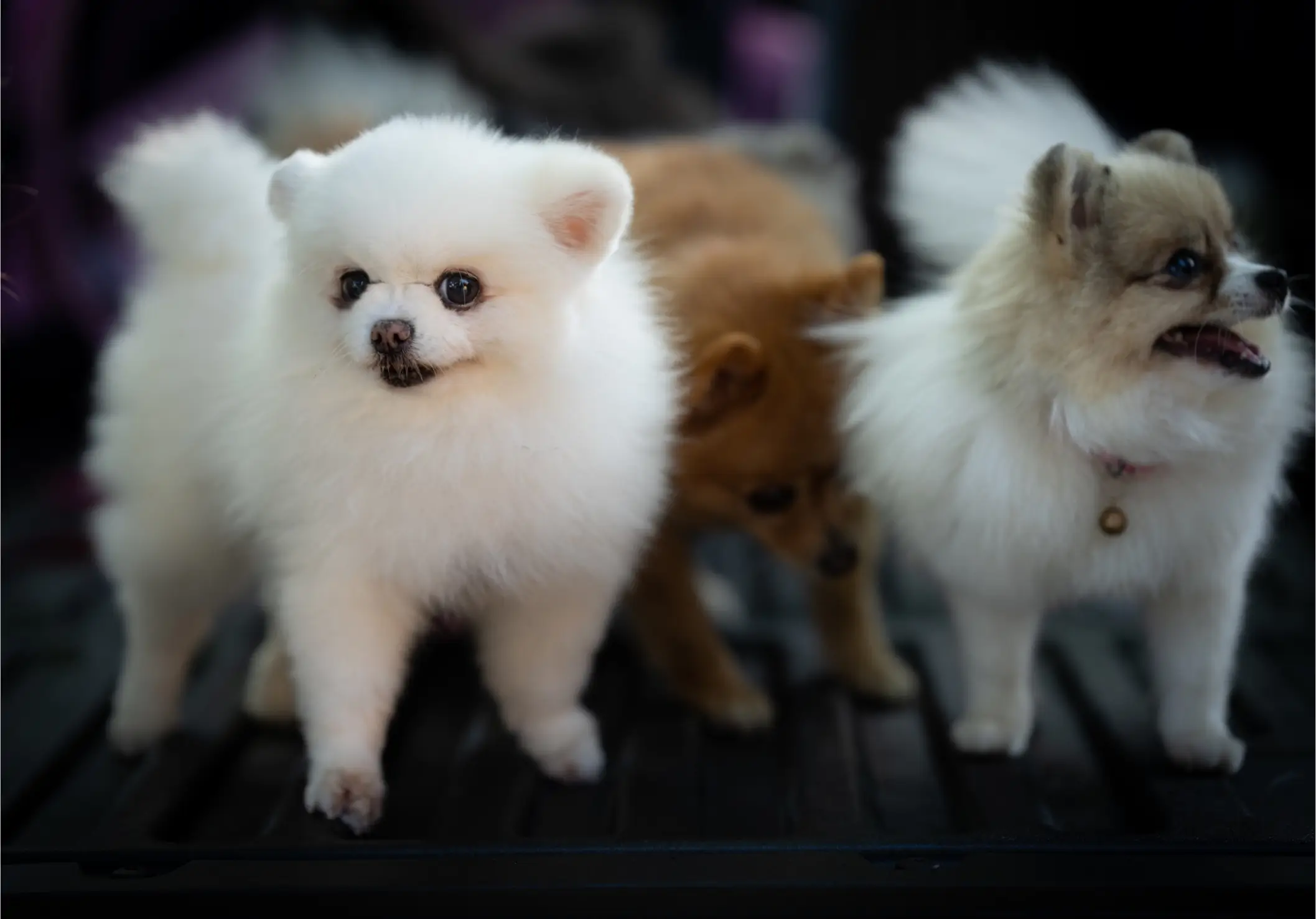 Group of Pomeranian puppies standing indoors