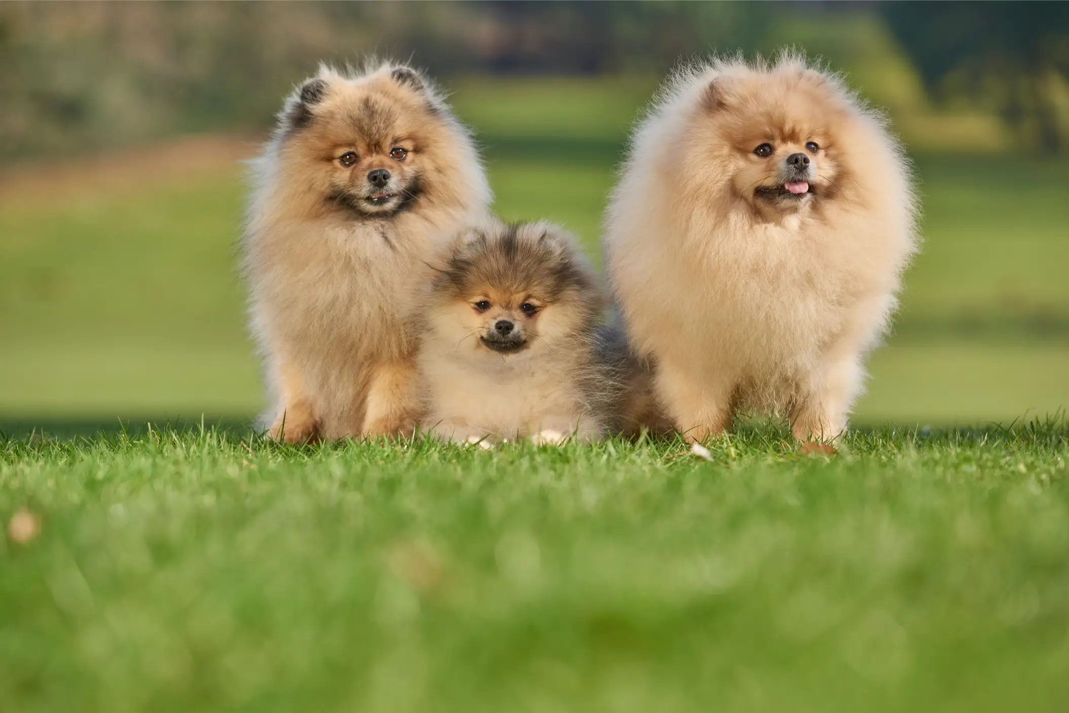Three adult Pomeranians and a puppy standing on grass