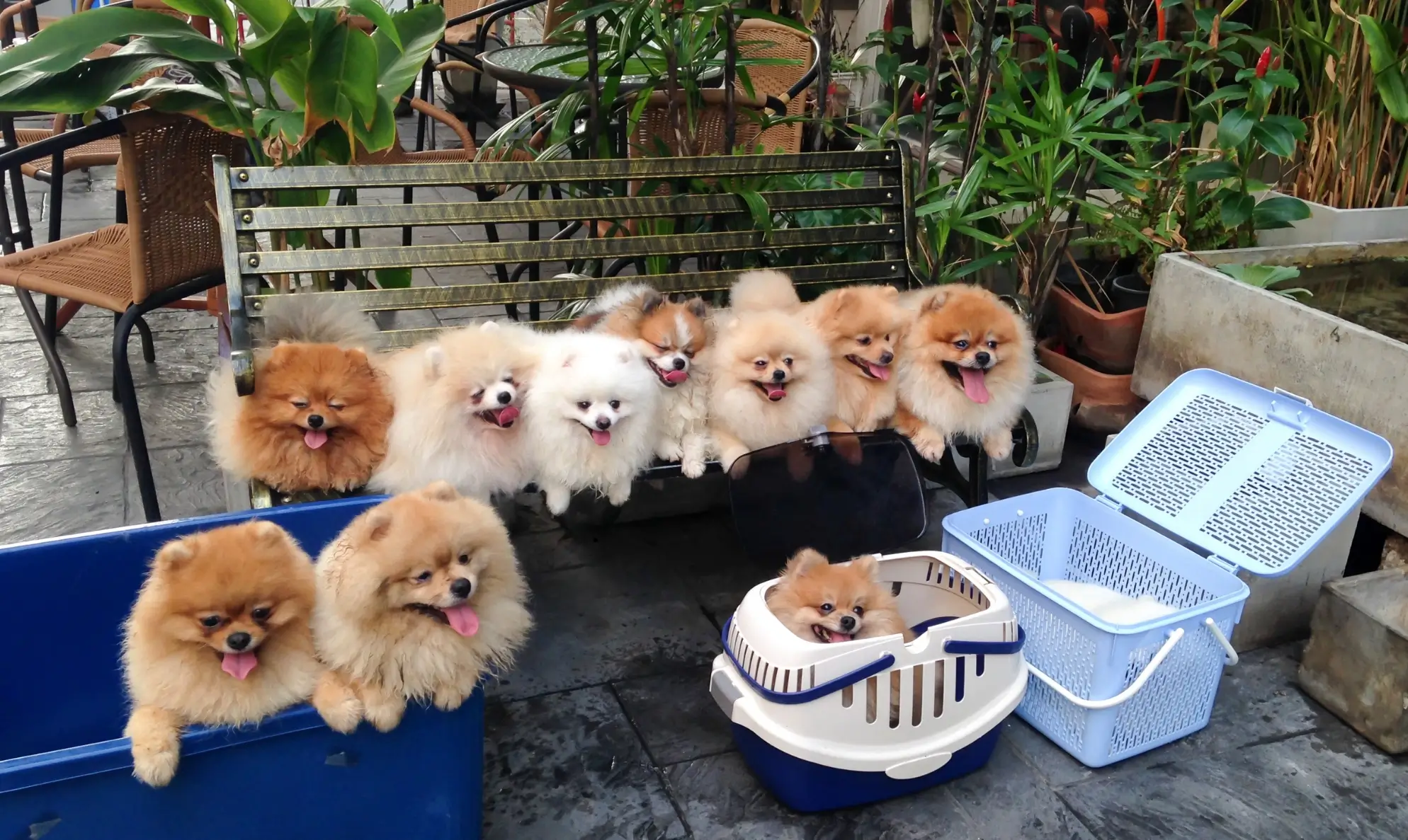 Group of Pomeranians gathered outdoors beside pet carriers